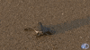 baby sea GIF
