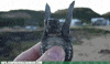 turtle flying GIF