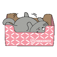 Cat If I Fits I Sits Sticker by Hide & Scratch