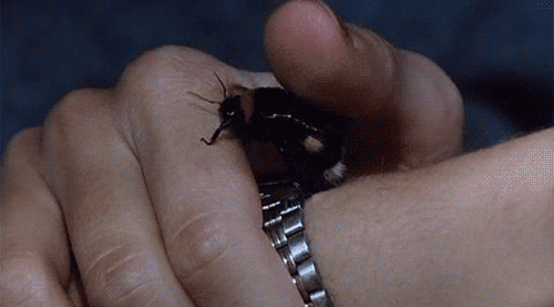 stroking bumble bee GIF
