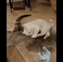 Cattoy GIF by catnipy