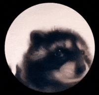 Pedro Racoon Dance GIF