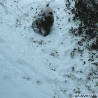 panda hill GIF
