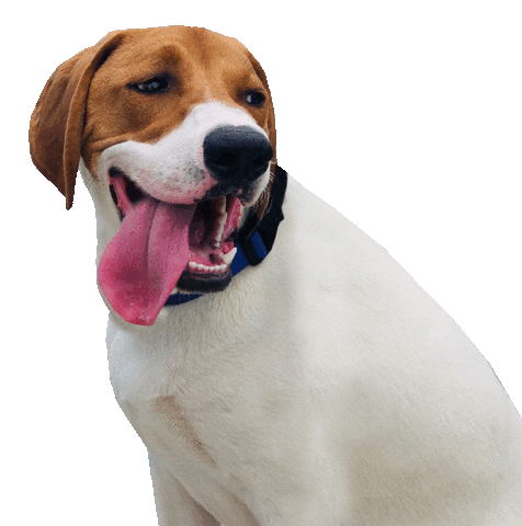 Hound Dog Tuesday Sticker