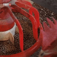 Where Are You What GIF by TRT