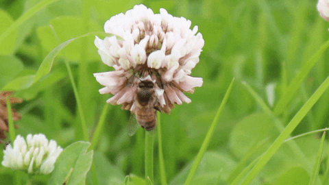 CheshireWildlifeTrust giphyupload GIF