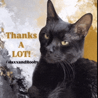 Black Cat Thank You GIF