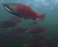 Water Swimming GIF by Madman Films