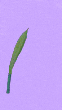 studiogiff animation flowers spring 2danimation GIF