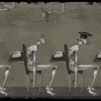 Graduation No GIF