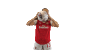 Arsenal Women Soccer Sticker by Barclays FAWSL