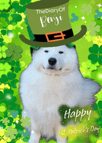 Irish Benji GIF