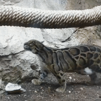 Animals Go Wild for Black Pepper at San Antonio Zoo in Texas