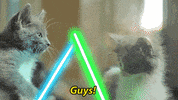 star wars fighting GIF by Internet Cat Video Festival