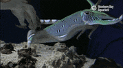 montereybayaquarium octopus monterey bay aquarium sepia cephalopod GIF