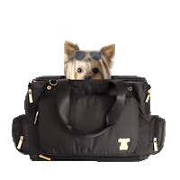 dog travel Sticker by MISO PUP