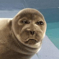 Angry Seal GIF