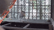 vietnam tet GIF