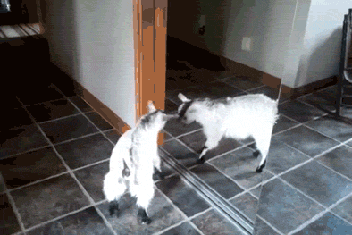 GIF by Random Goat