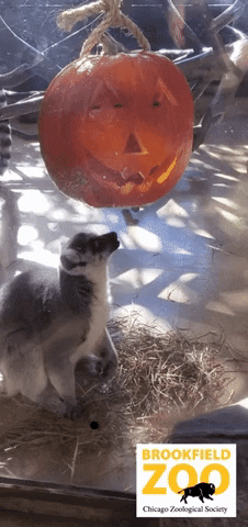 Halloween Love GIF by Brookfield Zoo