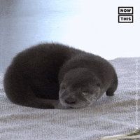 Animal Crossing Aww GIF by NowThis