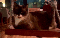 Kitty Winkel Swing GIF by Winkel