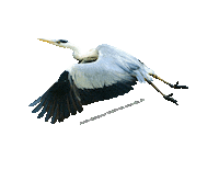 parcodeltapo nature bird bike duck Sticker