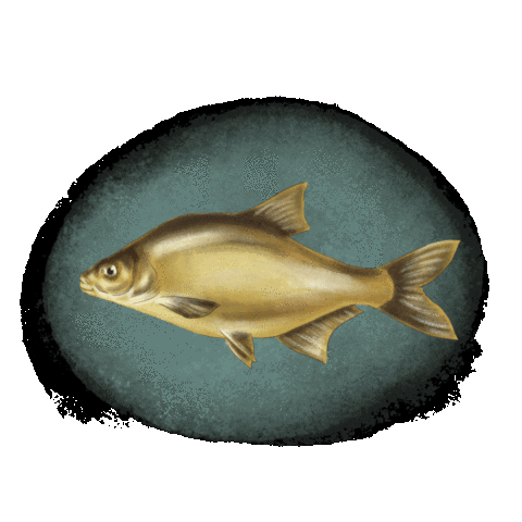 Fish Leszcz Poland Ej Sticker