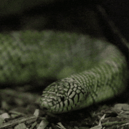 Tongue Slither GIF by Valley Zoo Development Society