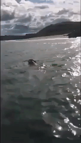 Cow and Dolphin Go for a Swim