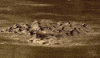 Crocodile Nile GIF