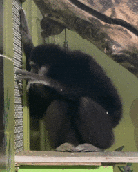Primate What GIF by Valley Zoo Development Society