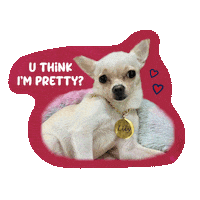 Dog Love Sticker by Awesome Pawsome Treats
