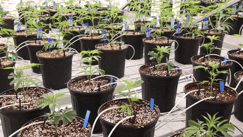 Plant Grow GIF by Exclusive Brands
