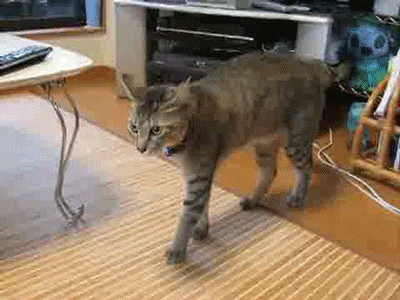 Cat Halloween GIF