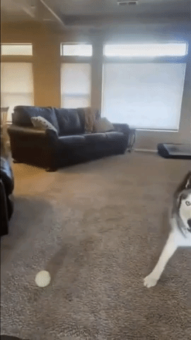 Husky Owner Tests Out Pet's Reaction to Dog Mask