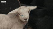 Bbc Two Cute Animals GIF by BBC
