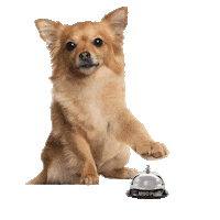 Ringing Bell Dancing Sticker by MISO PUP