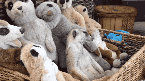 meerkat sleeping GIF - Find & Share on GIPHY