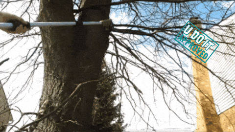 Yard Work Tree GIF by No Cheese Records