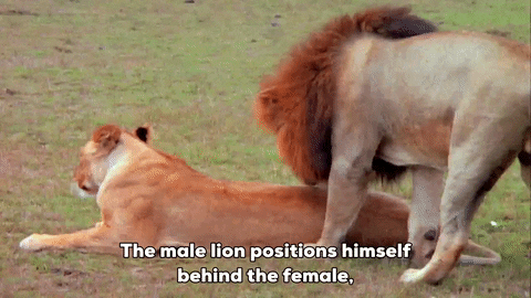 Mating GIF by South Park
