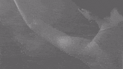 black and white typography GIF by Epitaph Records