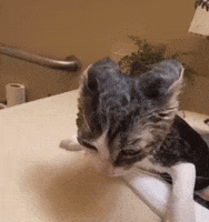 Cat GIF
