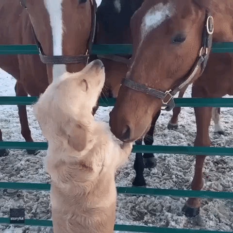 Horse and Hound: Golden Retriever Enjoys Attention From Equine Pals