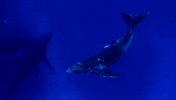 humpback whale ocean GIF