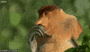 monkey leaves GIF