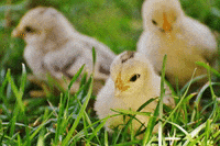 Baby Animal Chicken GIF by Mercy For Animals