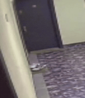 Seaniebfit GIF