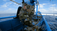 4Ocean