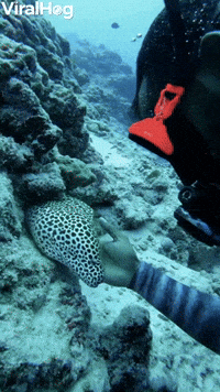 Eel Greets Diver in Maldives